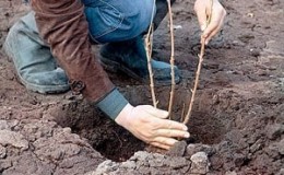 Instructions for transplanting honeysuckle to a new place in stages