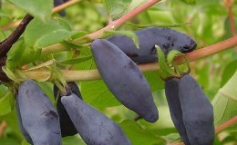 An unpretentious variety of honeysuckle to grow, Blue Bird