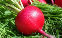 Calorie content of radish and beneficial properties for the human body