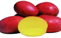 Early ripening potato variety with a high shelf life Red Sonya