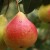The best self-fertile pear varieties: growing features