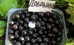 Blackcurrant variety Dobrynya: review and growing instructions