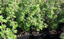 Instructions for planting gooseberries in the fall and further caring for them
