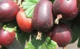 Thornless gooseberry variety Prune from Russian breeders