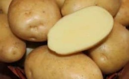 Unpretentious, mid-late potato variety Nikulinsky