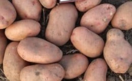 Mid-season potato variety Slavyanka with large tubers