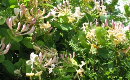 Decorative variety of honeysuckle Honeysuckle