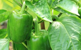 Why peppers don’t turn red in a greenhouse: find out the reason and speed up ripening