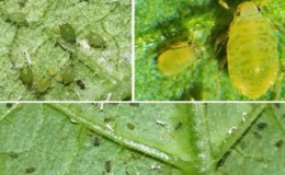 How to treat cucumbers against aphids during fruiting?