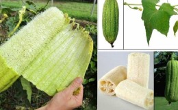 The most unusual type of Luffa pumpkin: what it is and how to make a useful natural washcloth from it
