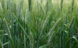 What are the varieties of barley, their characteristics and descriptions