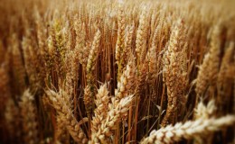 The best varieties of spring wheat: characteristics of Uralosibirskaya, Daria, Omskaya and others