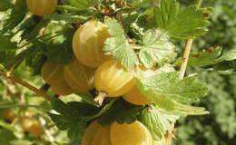 Early ripening gooseberry variety Dzintars Kursu