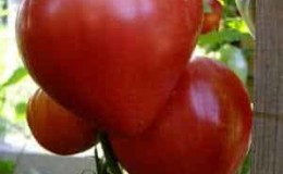 How to grow a Mazarin tomato in the country - instructions from preparing seeds to harvesting