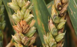 What is fusarium blight on wheat and how to fight it