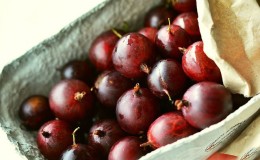 Thornless red-fruited gooseberry variety Freedonia