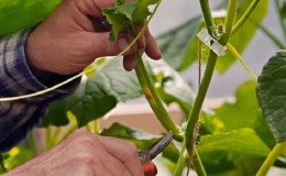 Why is it necessary to form cucumbers in a greenhouse and how to produce it correctly