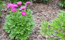 Caring for peonies in August and September