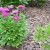 Caring for peonies in August and September