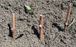 When (in what month) and how to plant grapes from cuttings