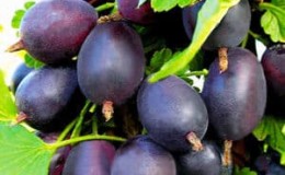 Mid-late thornless gooseberry variety Grushenka