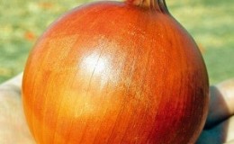 Mid-season onion variety with good frost tolerance Chalcedony