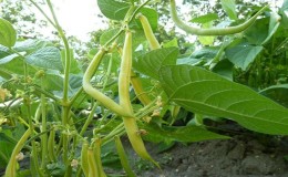 Which green beans to grow: varieties that will not leave anyone indifferent