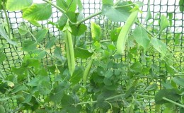 Secrets of growing peas in open ground and greenhouses