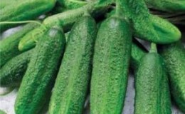 Hybrid cucumber Ginga f1 from German breeders