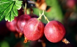 Young, increasingly popular gooseberry variety Krasnoslavyansky from Russian breeders