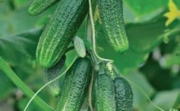 A new product that has become a favorite of many gardeners - Siberian Garland F1 cucumbers