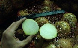 How to properly store onions in the cellar and is it possible to do so?