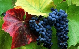 Description and characteristics of raisin grape varieties