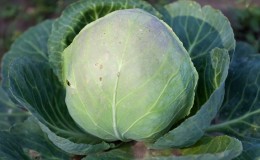 Mid-late cabbage variety Dobrovodskaya