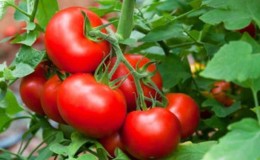 Time-tested and beloved by many summer residents, the Dubrava tomato: what’s good and why it’s worth growing it