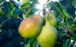 What is good about the August dew pear and why it is worth growing