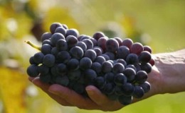 Review of the Early Violet grape variety and features of its cultivation
