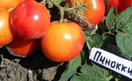 Bright beads on the bushes - a miniature Pinocchio tomato: we grow it on the plot and on the balcony at home