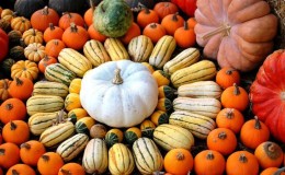 The best pumpkin varieties for seeds: features of choice and nuances of cultivation