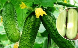 What are parthenocarpic cucumbers and which varieties to choose?