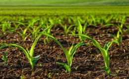 How to choose the right herbicide for corn and process it: a review of the best products