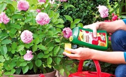 How and what to feed roses in July for lush flowering