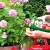 How and what to feed roses in July for lush flowering