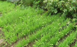 What is good about rye, how is it a green manure in the fall and how to plant it correctly