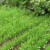 What is good about rye, how is it a green manure in the fall and how to plant it correctly