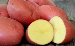 Potato variety Krasa with excellent presentation and excellent taste