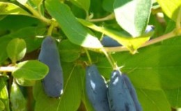 Early fruiting variety of honeysuckle Viola