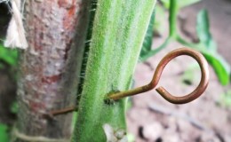 Saving with copper wire from late blight on tomatoes - myth or reality: full analysis