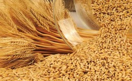 What kind of plant is barley: description and characteristics