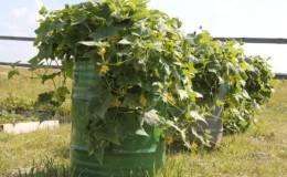 Step-by-step cultivation of cucumbers in a barrel, photos and useful tips